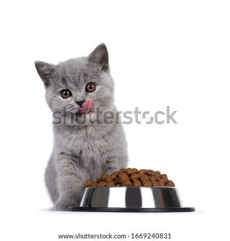 Cute blue tortie British Shorthair cat kitten, sitting behind bowl filled with brown dry cat food. Looking towards camera with brown eyes. isolated on white background. Tongue out, cleaning mouth.