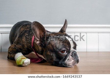 Boston terrier dog with injury and bandage in paw lying down and resting with sad face