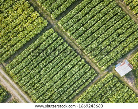 Tobacco Farm Aerial View Shot