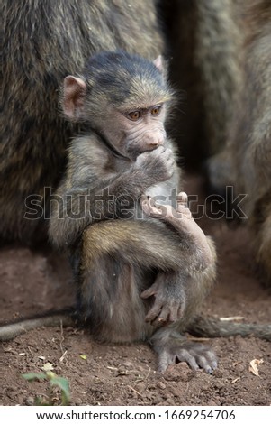 Olive baboon (Papio anubis), also called the Anubis baboon, is a member of the family Cercopithecidae (Old World monkeys).