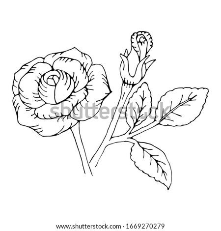 The stylized rose. Line drawing. Hand drawing. Black outline isolated on a white background.