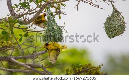 The southern masked weaver (Ploceus velatus), or African masked weaver, is a resident breeding bird species common throughout southern Africa.