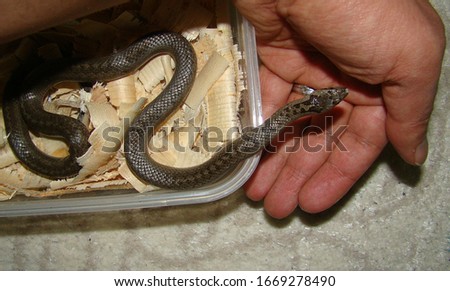 Exotic veterinarian examines a smooth snake, Coronella austriaca.
it's a non venomous snake.
holding wild reptile, hand.
Veterinary medicine, wildlife vet, surgery, pet reptiles, animals, animal, pets