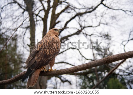 Long-legged Buzzard (Buteo rufinus) close up portrait. Wild bird in nature with blurred  forest background. Copy space. Space for text. Banner