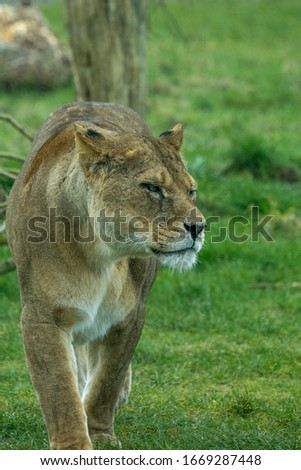 lion portrait stalking the grass
