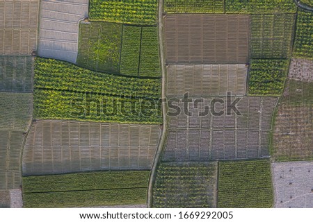 Aerial View of Newly Cultivated Organic Vegetable Fields in Bangladesh