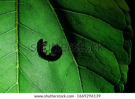 Silhouette. Ulat Gonggok (Trigoniulus corallinus) or Millipede on the green leaf in tropical forest at night