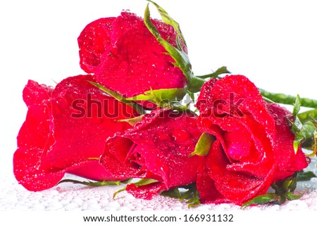 Stock Photo -red rose on white background