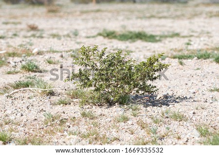 A young creosote bush (Larrea tridentata) shrub seedling naturally regenerating after disturbance in the Mojave Desert, Nevada, USA Royalty-Free Stock Photo #1669335532