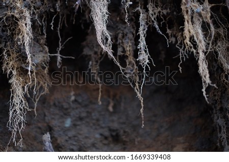 Hanging plant roots on a rock