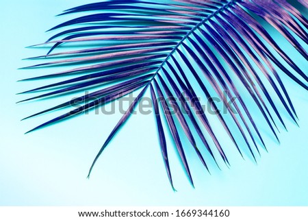 Palm branch on the table