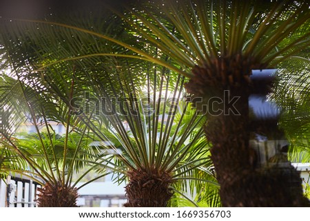 background nature texture pattern tree material abstract palm garden