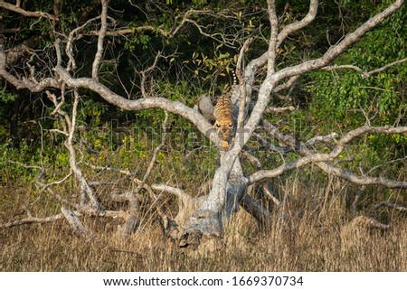 playful tiger cub on dead tree trunk branch at dhikala zone of jim corbett national park or tiger reserve, uttarakhand, india - panthera tigris