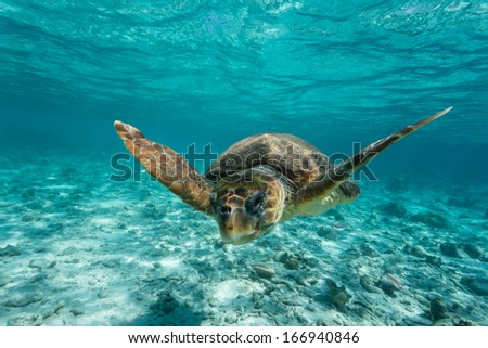 Loggerhead sea turtle Caretta caretta, swimming toward photographer through clear turquoise tropical water Royalty-Free Stock Photo #166940846