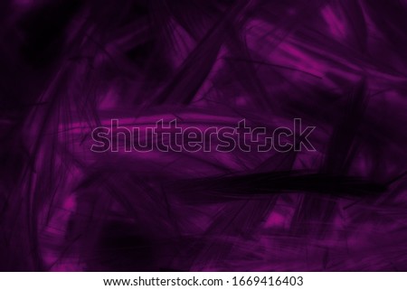 Beautiful abstract colorful black and purple blue feathers on black background and soft blue feather texture on dark pattern and blue background, colorful feather, purple banners