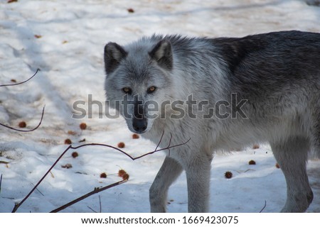 Curious Timberwolf in the snow