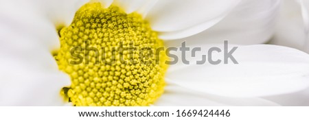 Spring daisy flower in nature, floral art and botanical garden as background