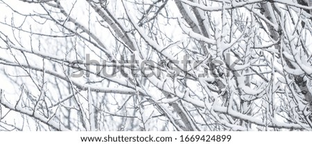Snowy trees in forest, winter nature and holiday season concept