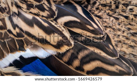 Texture of feathers of a wild duck. Natural color of a wild animal