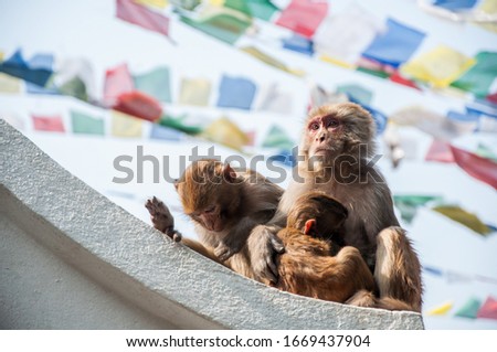 Group of red faced Nepalese monkeys