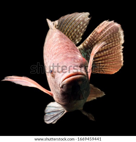 Capture the essence of a premium,five pound tilapia fish with this stunning,high quality photograph.