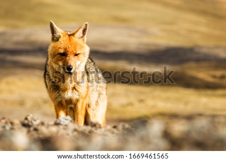 A majestic fox roaming through the lush greenery of Cotopaxi National Park in Ecuador, surrounded by breathtaking mountain views. Royalty-Free Stock Photo #1669461565