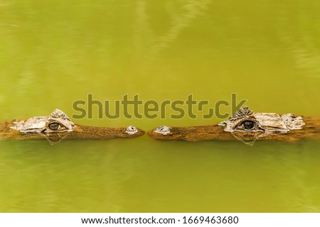 Discover the mesmerizing sight of a pair of majestic brown caimans gracefully swimming underwater,showcasing their natural beauty. Royalty-Free Stock Photo #1669463680