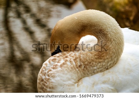 Close up of a serene swan peacefully napping,showcasing the beauty of nature in its purest form. Royalty-Free Stock Photo #1669479373