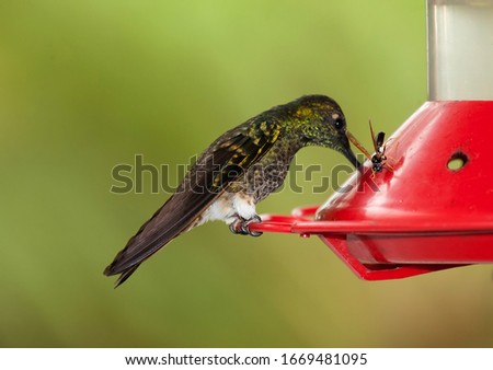 Attract birds with a specially designed recipient as a hummingbird feeds,enhancing your bird watching experience.