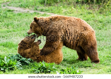 Captivating image of male and female brown bears joyfully playing in their natural habitat,captured in a breathtaking wilderness setting. Royalty-Free Stock Photo #1669487233