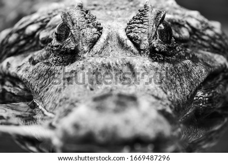 A close-up black and white image of a scary alligator's head, with its fierce eye and mouth open wide, ready to strike in the Amazon. Royalty-Free Stock Photo #1669487296