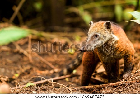 A procyon, a carnivorous animal native to Ecuador's Amazonia region, hunts for prey in the lush rainforest. Royalty-Free Stock Photo #1669487473