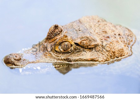 A caiman lurking in the waters of the Amazonia, surrounded by lush fauna and a tortoise with intricate patterns on its shell. Royalty-Free Stock Photo #1669487566