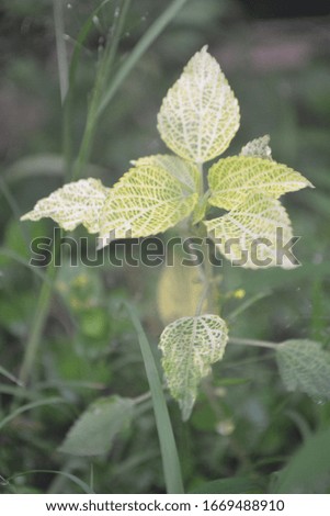 Yellow leaves with green grass background