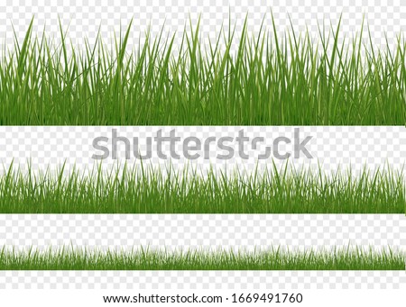 Realistic Grass Borders, Vector Illustration. Set of realistic vector elements of nature for design illustrations.