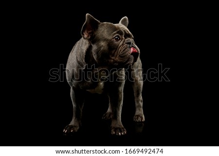 Studio shot of an adorable french bulldog standing and licking his lips