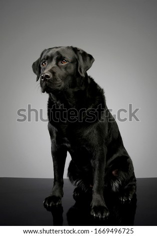 Studio shot of a lovely labrador retriever sitting and looking curiously