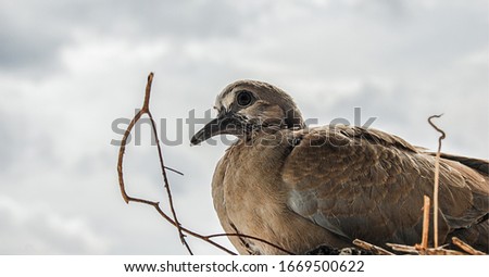 Bird sitting in the nest