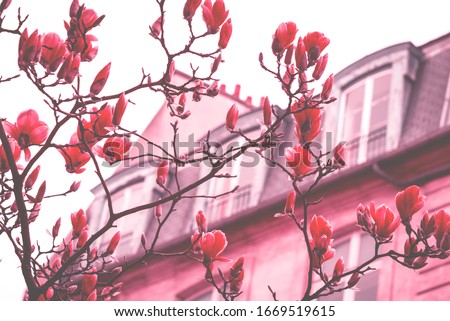 Springtime in Paris. Blossoming Magnolia tree and typical Parisian building with mansard at background. Romantic holidays concept. Vintage dreamy toned photo.