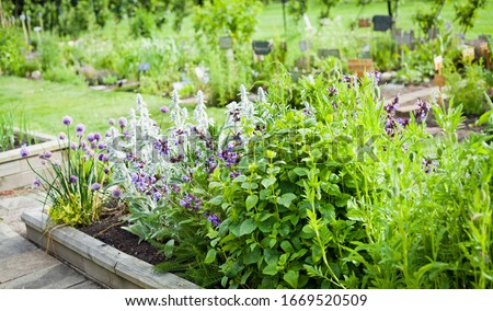 Beautiful blooming herbal garden with chives, lavender, rosemary, mint, catnip and many others. Herbal and Medicinal plants Garden. Royalty-Free Stock Photo #1669520509