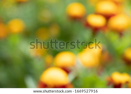 Orange Calendulas in the garden.