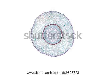 Monocot root cross section slide view under the microscope for botany education. Royalty-Free Stock Photo #1669528723