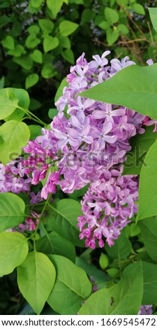 A branch of lilac on the background of bright green foliage. Symbolic contrasting picture of spring, youth, flowering. Tenderness of fragility of flower petals

