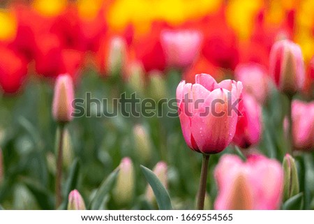 Tulip flowers, spring season image