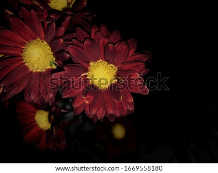 Beautiful Chrysanthemums. Flowers as background picture. Chrysanthemum wallpaper. 