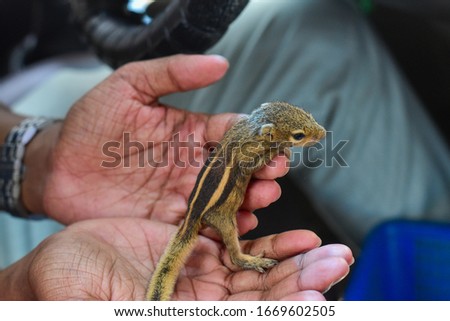 Holding a baby squirrel with hands.