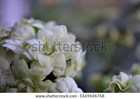 Macro picture of white Hydrangea. Out of focus green background. Muted colors