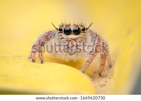 Super Macro Jumping Spider, Hyllus diardi, Woman Jumping On Yellow Background.Beautiful Jumping Spider.
