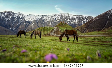 horses standing on a green meadow in the mountains of Kazbegi on the background Trinity Church snow Georgia