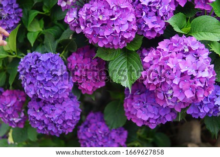 take a picture of blooming hydrangea